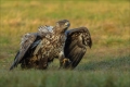 Seeadler