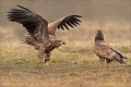 Seeadler