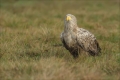 Seeadler