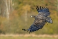 Seeadler