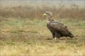 Seeadler