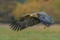 Seeadler