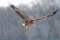 Seeadler