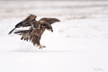 Seeadler