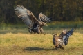 Seeadler