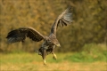 Seeadler