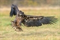 Seeadler