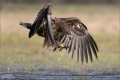 Seeadler