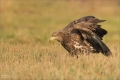 Seeadler