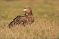 Seeadler