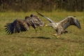 Seeadler