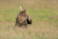 Seeadler