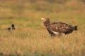 Seeadler