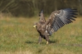 Seeadler