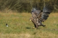 Seeadler