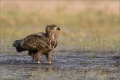 Seeadler