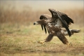 Seeadler