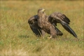 Seeadler