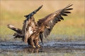 Seeadler