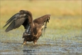 Seeadler