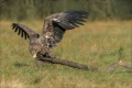 Seeadler