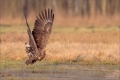 Seeadler