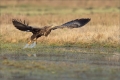 Seeadler