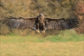 Seeadler