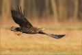 Seeadler