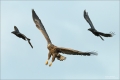 Seeadler