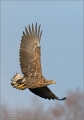 Seeadler