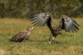 Seeadler