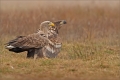 Seeadler