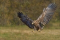 Seeadler