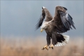 Seeadler