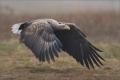 Seeadler