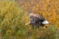 Seeadler