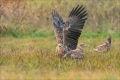 Seeadler