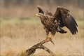 Seeadler