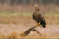 Seeadler