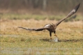 Seeadler