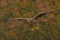 Seeadler