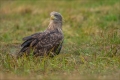 Seeadler