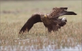 Seeadler