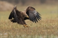 Seeadler