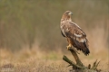 Seeadler