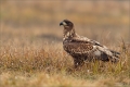 Seeadler