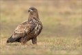 Seeadler