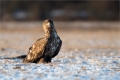 Seeadler