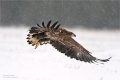 Seeadler